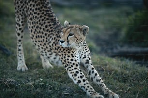 a cheetah is walking in the grass near a tree