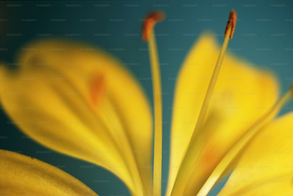 Eine Nahaufnahme einer gelben Blume mit blauem Hintergrund