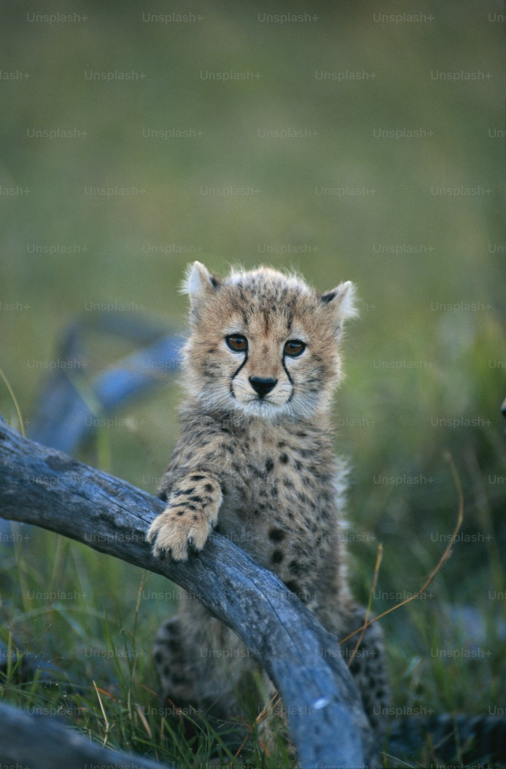 a small cheetah cub sitting on top of a log