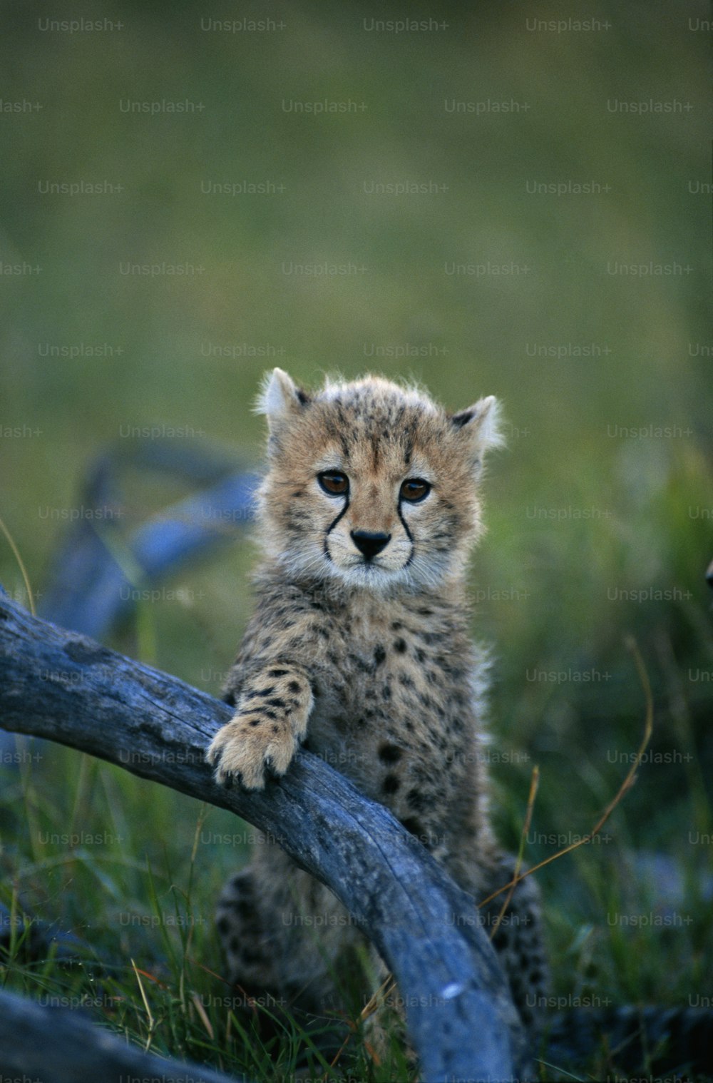 a small cheetah cub sitting on top of a log