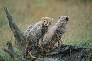 two cheetah cubs standing on a log in a field