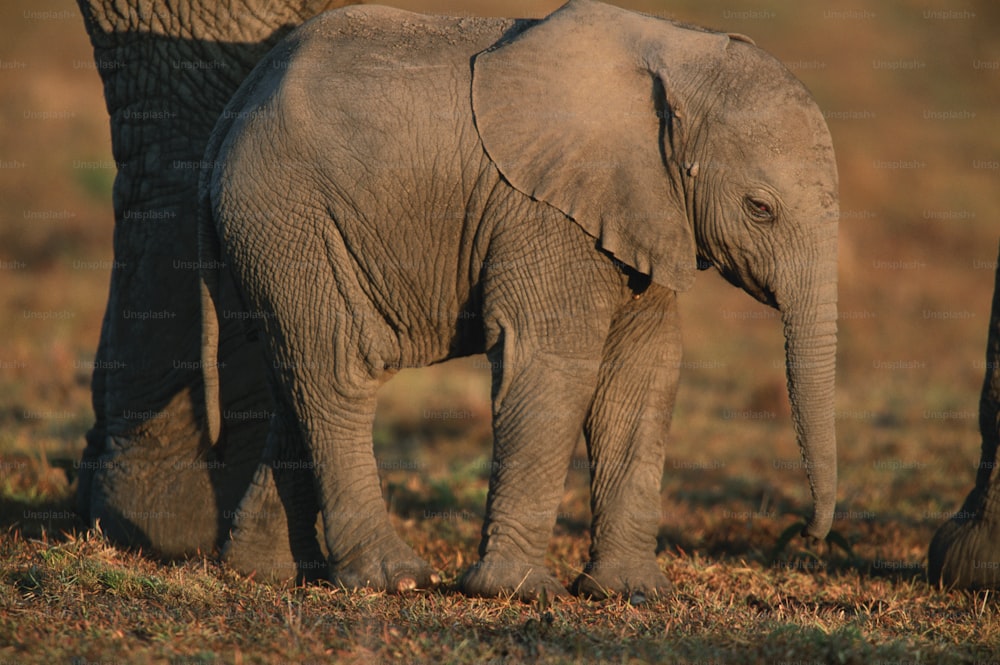 Un elefantino in piedi accanto a un elefante adulto