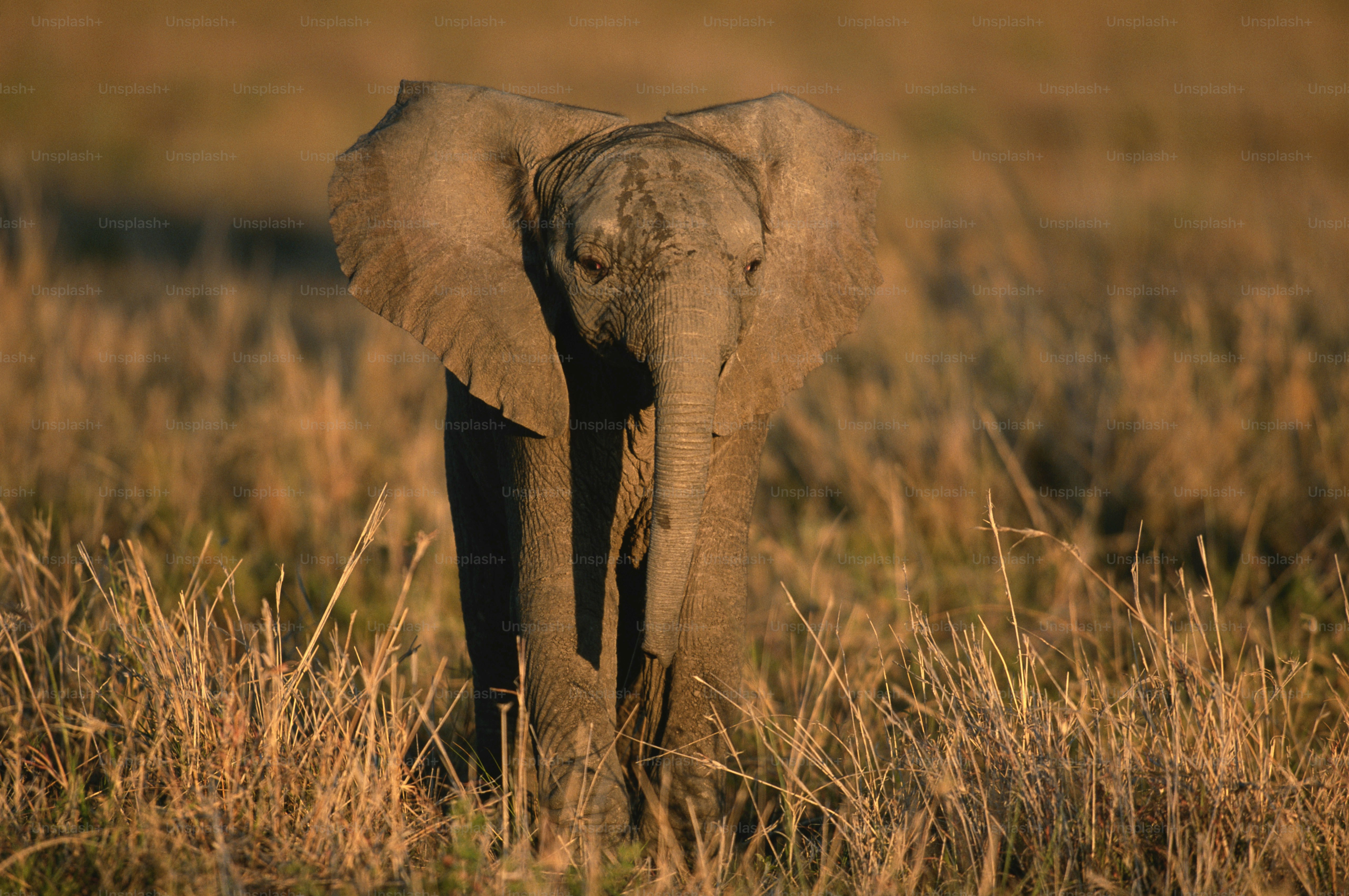Un elefante in piedi in un campo di erba alta