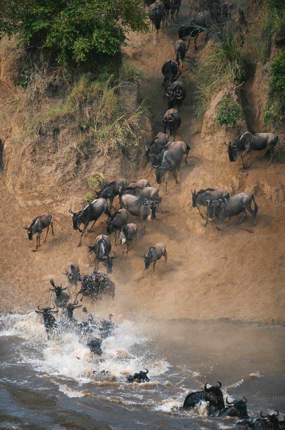 Eine Herde wilder Tiere, die über einen Fluss laufen