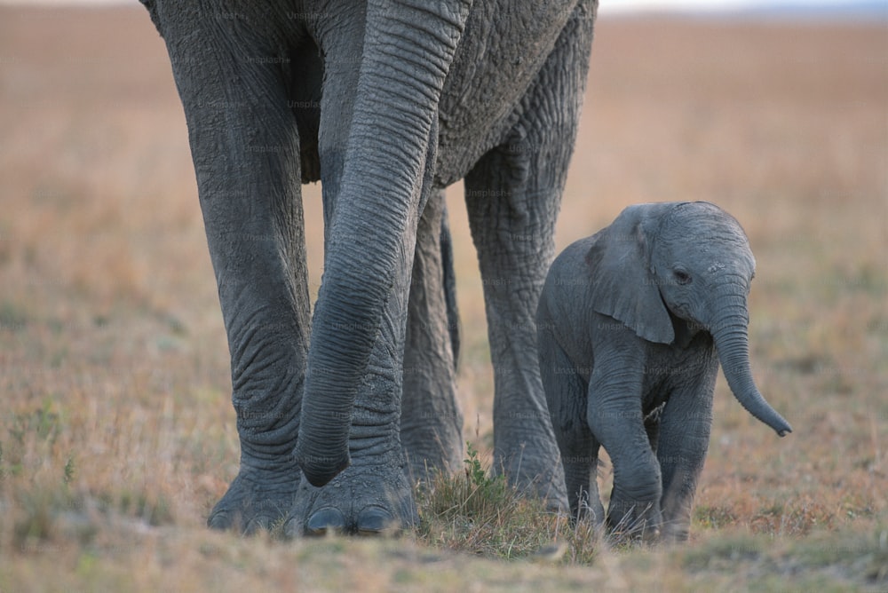 a baby elephant walking next to an adult elephant