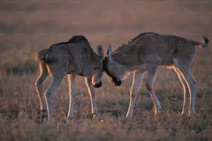 草原の上に立っている鹿のカップル