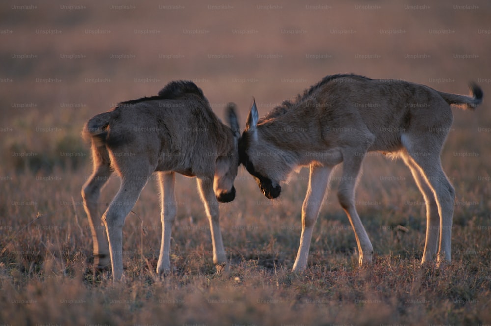 a couple of deer standing on top of a grass covered field