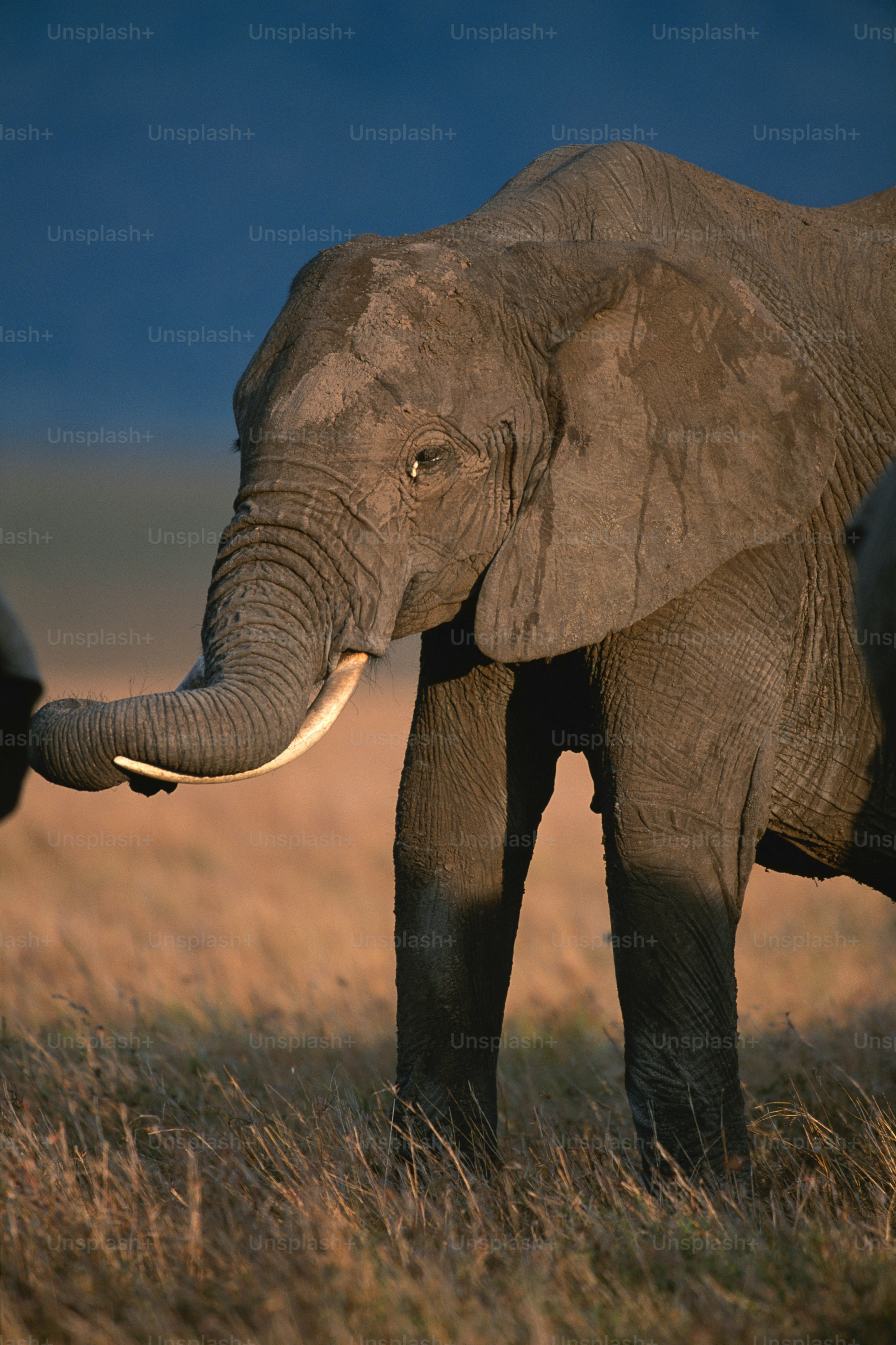 Ein großer Elefant, der auf einem trockenen Grasfeld steht