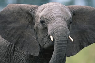 Un primer plano de un elefante con colmillos