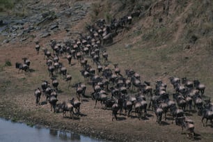 a herd of wild animals walking along a river