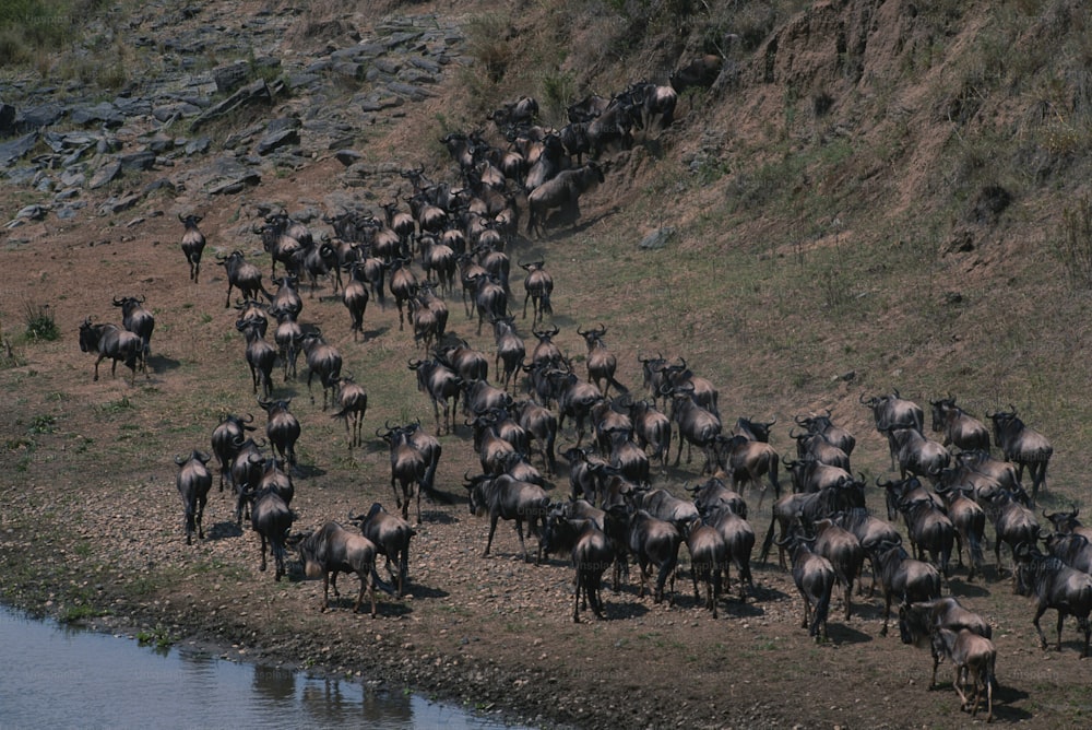 a herd of wild animals walking along a river