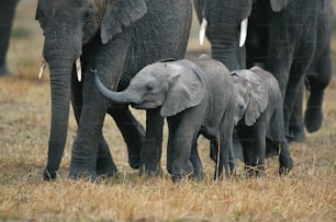a group of elephants walking across a dry grass field
