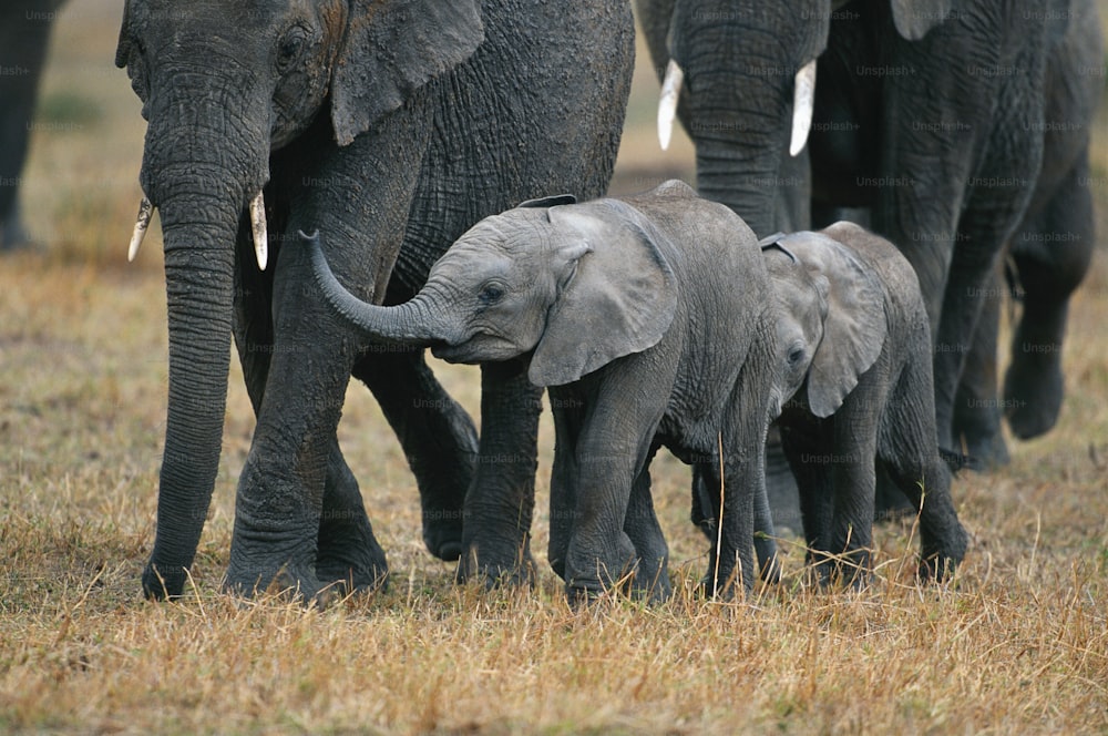 a group of elephants walking across a dry grass field