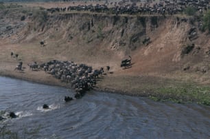 um grande rebanho de animais atravessando um rio
