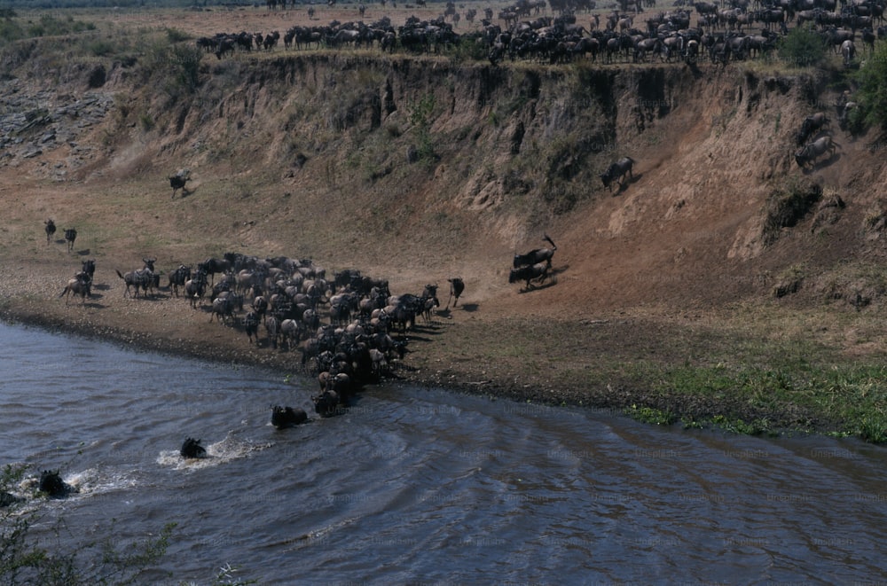 a large herd of animals crossing a river