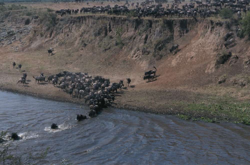 a large herd of animals crossing a river