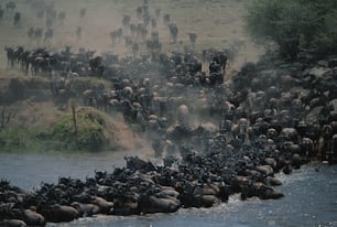 um grande rebanho de animais selvagens atravessando um rio