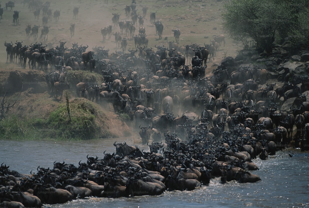 a large herd of wild animals crossing a river