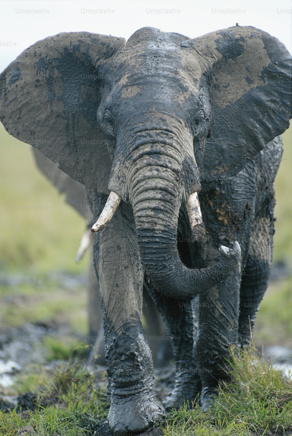 an elephant with tusks standing in the mud