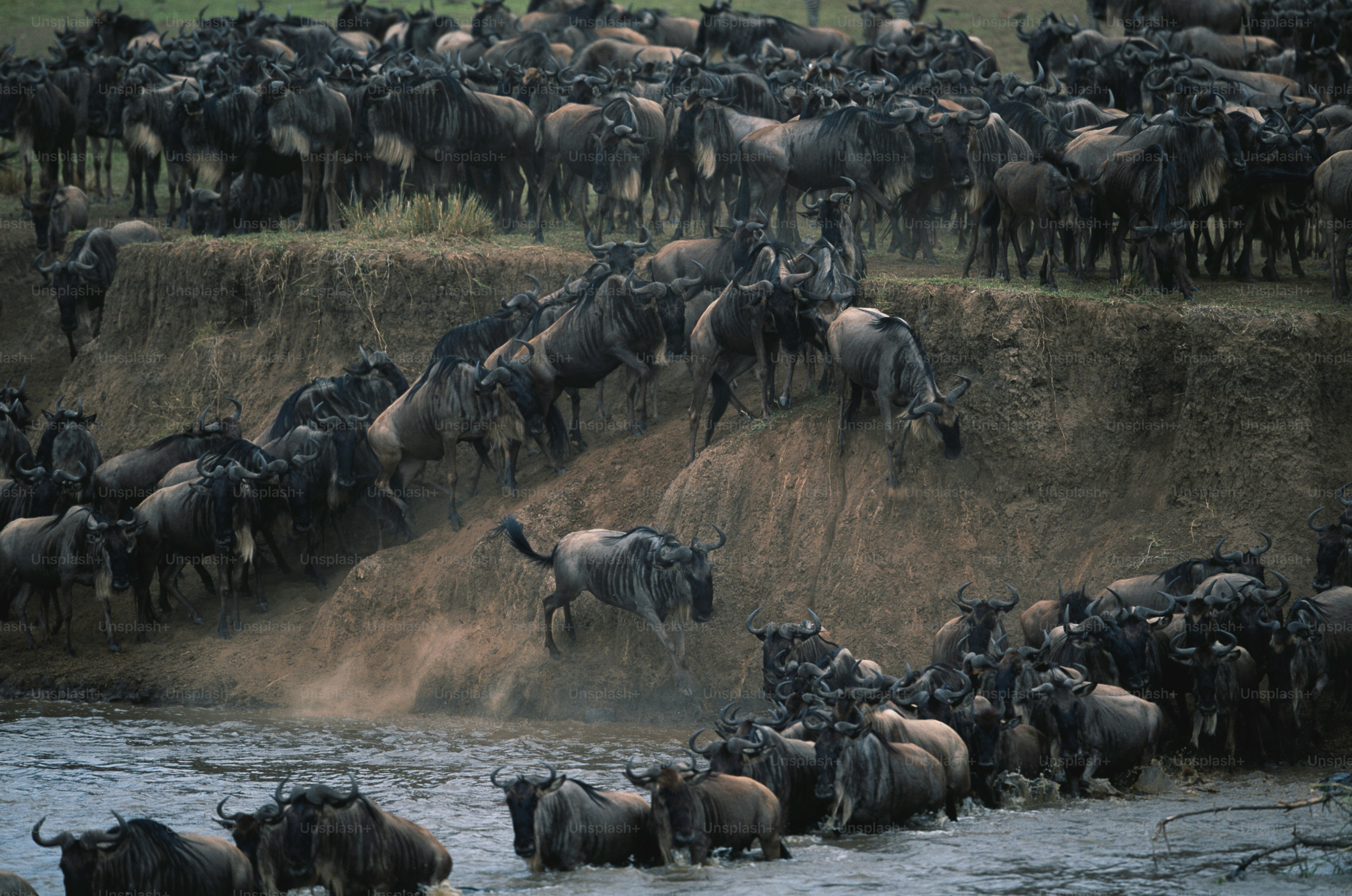 Una gran manada de animales salvajes caminando a través de un río foto ...