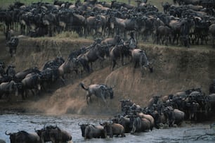 Una gran manada de animales salvajes caminando a través de un río