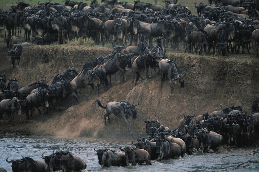 a large herd of wild animals walking across a river