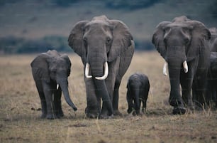 Una manada de elefantes caminando por un campo de hierba seca