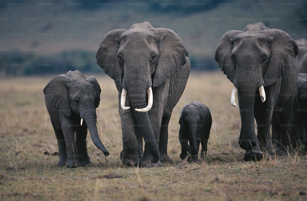 Un branco di elefanti che cammina attraverso un campo di erba secca
