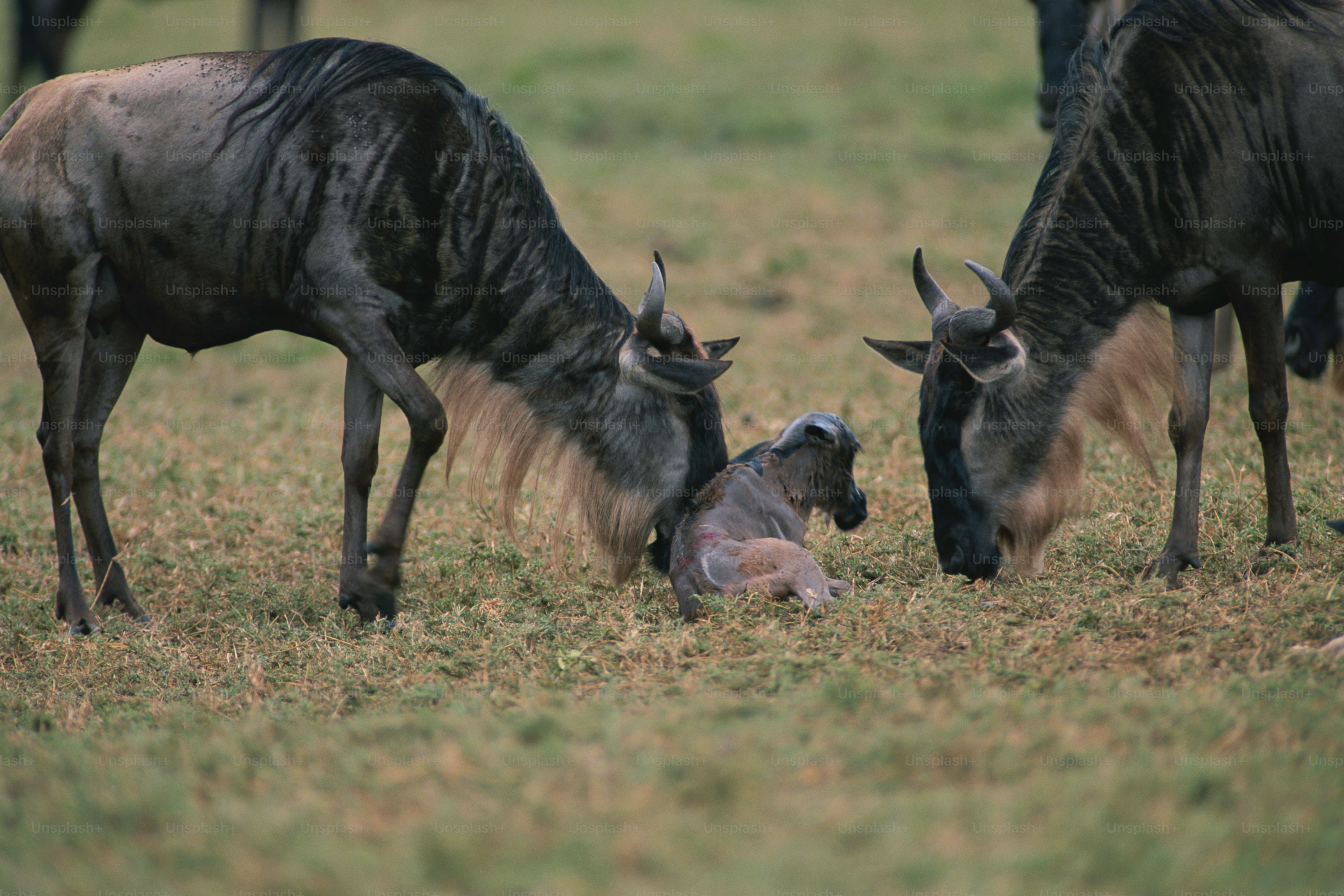 a couple of animals that are in the grass