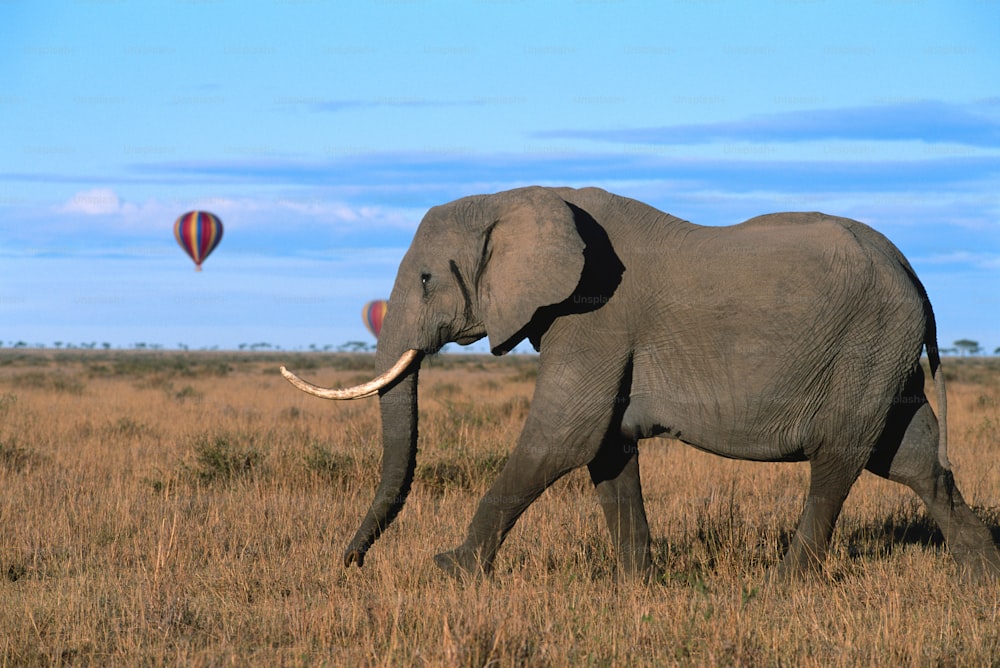 a large elephant walking across a dry grass field