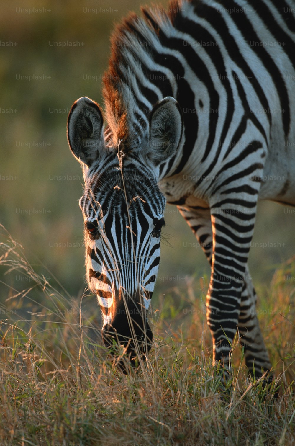 a zebra grazing in a field of grass