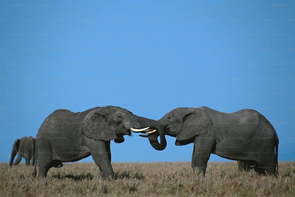 a couple of elephants standing on top of a grass covered field