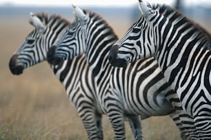 a group of zebras standing in a field