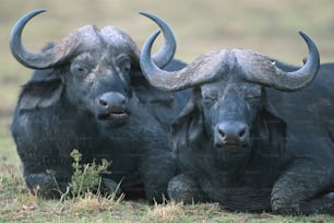 un paio di tori che giacciono in cima a un campo coperto di erba