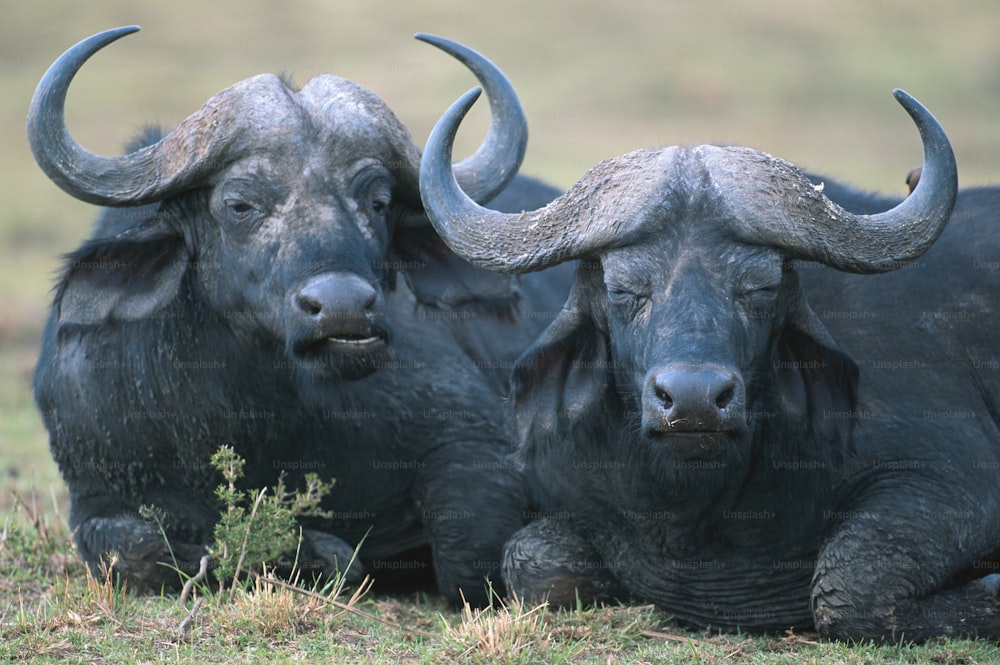 Un par de toros tendidos en la parte superior de un campo cubierto de hierba