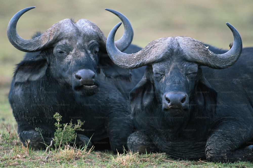 un couple de taureaux couchés sur un champ couvert d’herbe