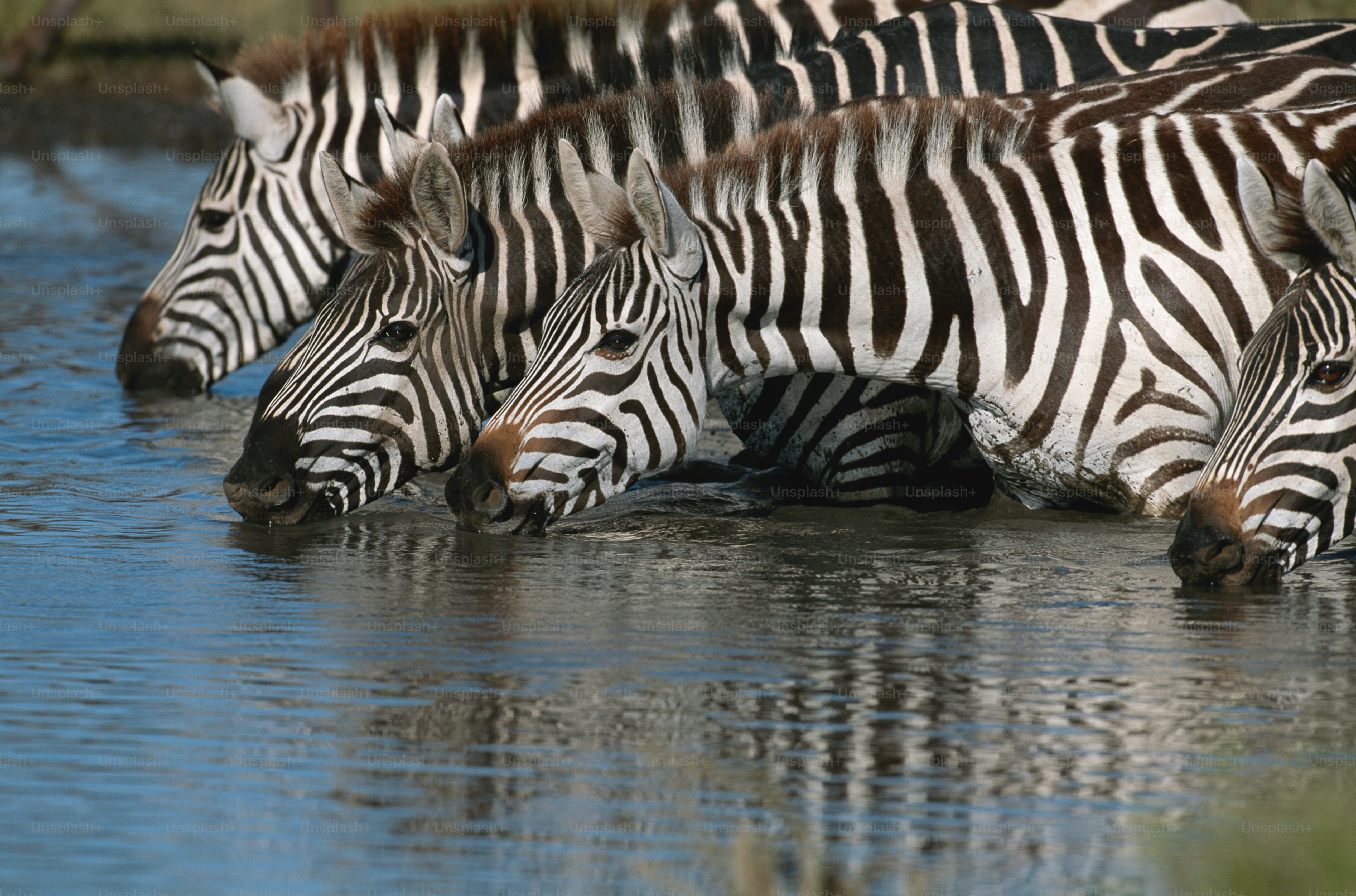 a herd of zebra drinking water from a river