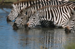 a herd of zebra drinking water from a river