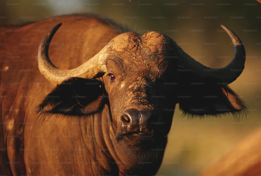 um close up de um touro com grandes chifres