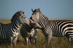 three zebras are standing in a grassy field