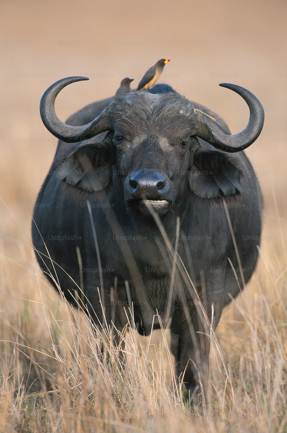 a bull with horns and a bird on its back