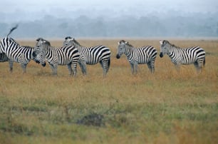 a herd of zebra standing on top of a grass covered field