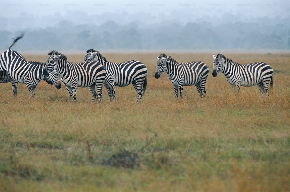 a herd of zebra standing on top of a grass covered field