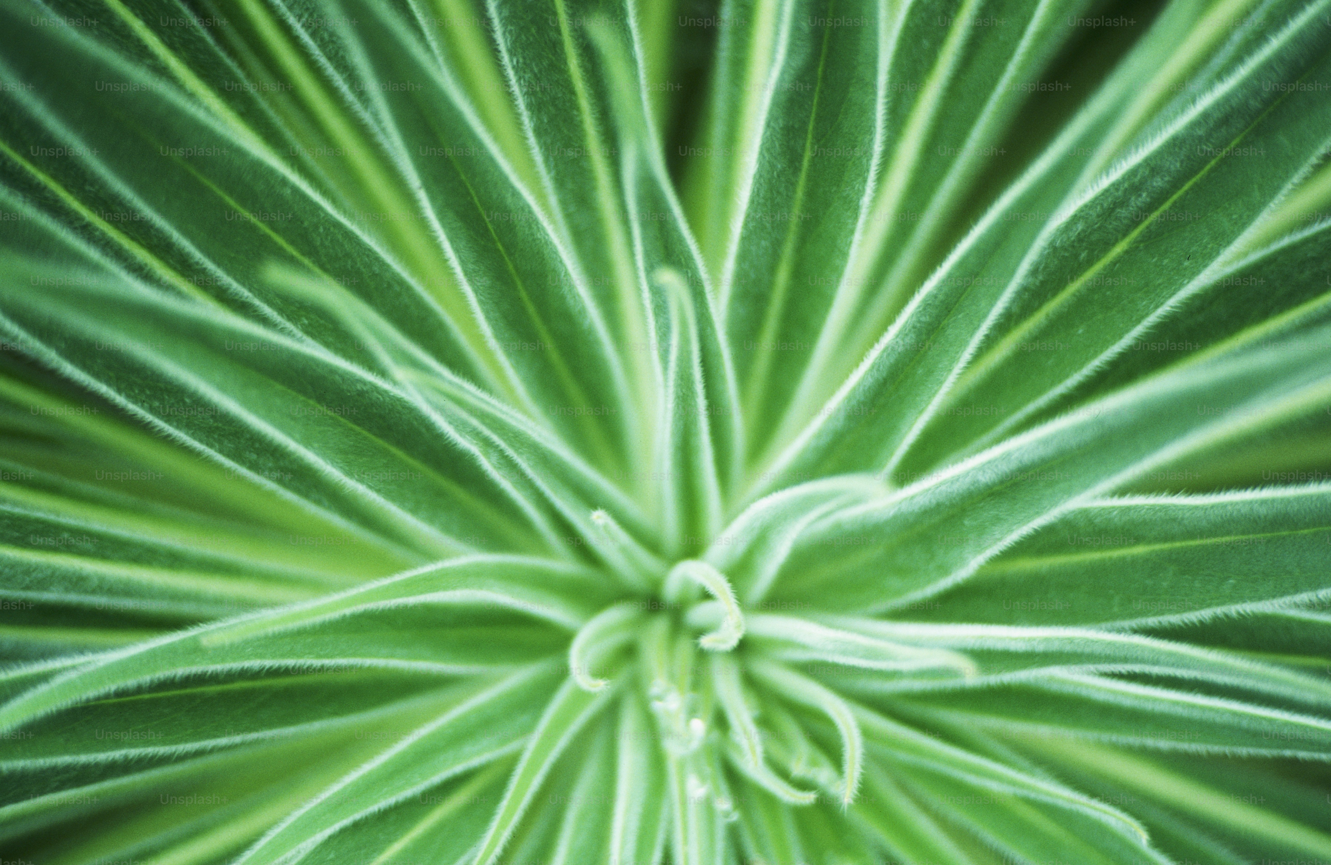a close up view of a green plant