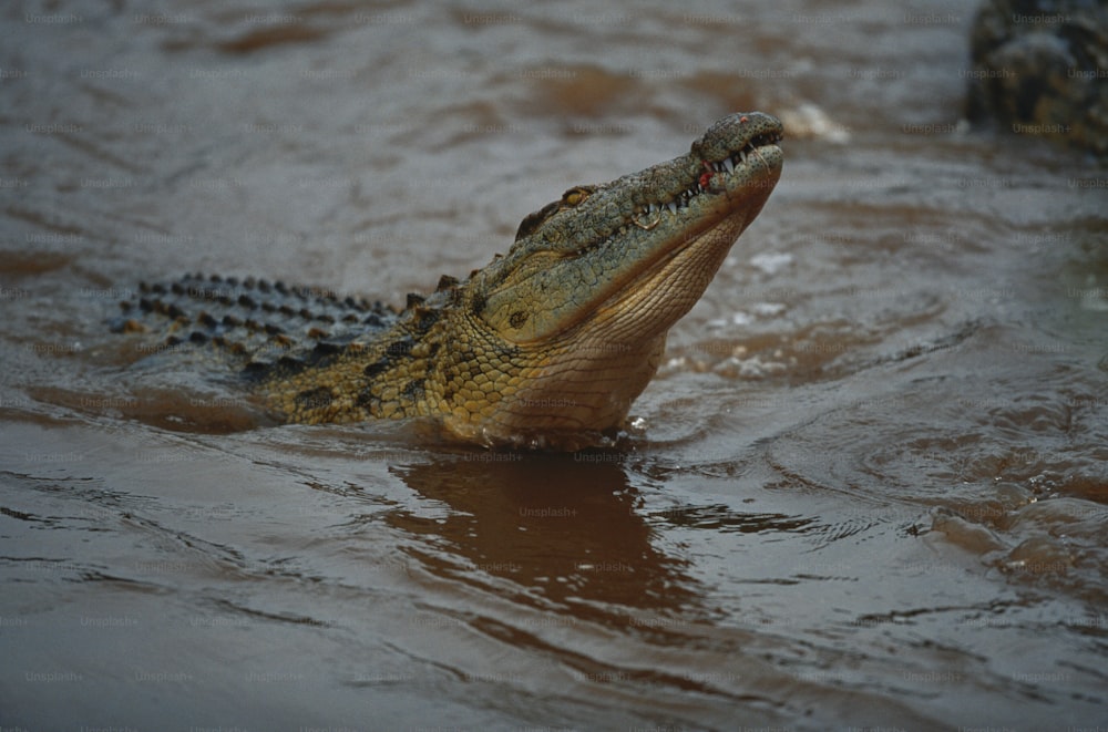 a large alligator is swimming in the water