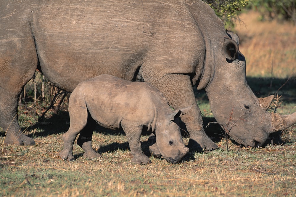 풀밭에서 풀을 뜯고 있는 어미 코뿔소와 새끼 코뿔소
