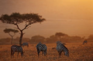 a herd of zebra grazing on a dry grass field