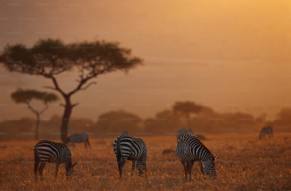 um rebanho de zebra pastando em um campo de grama seca