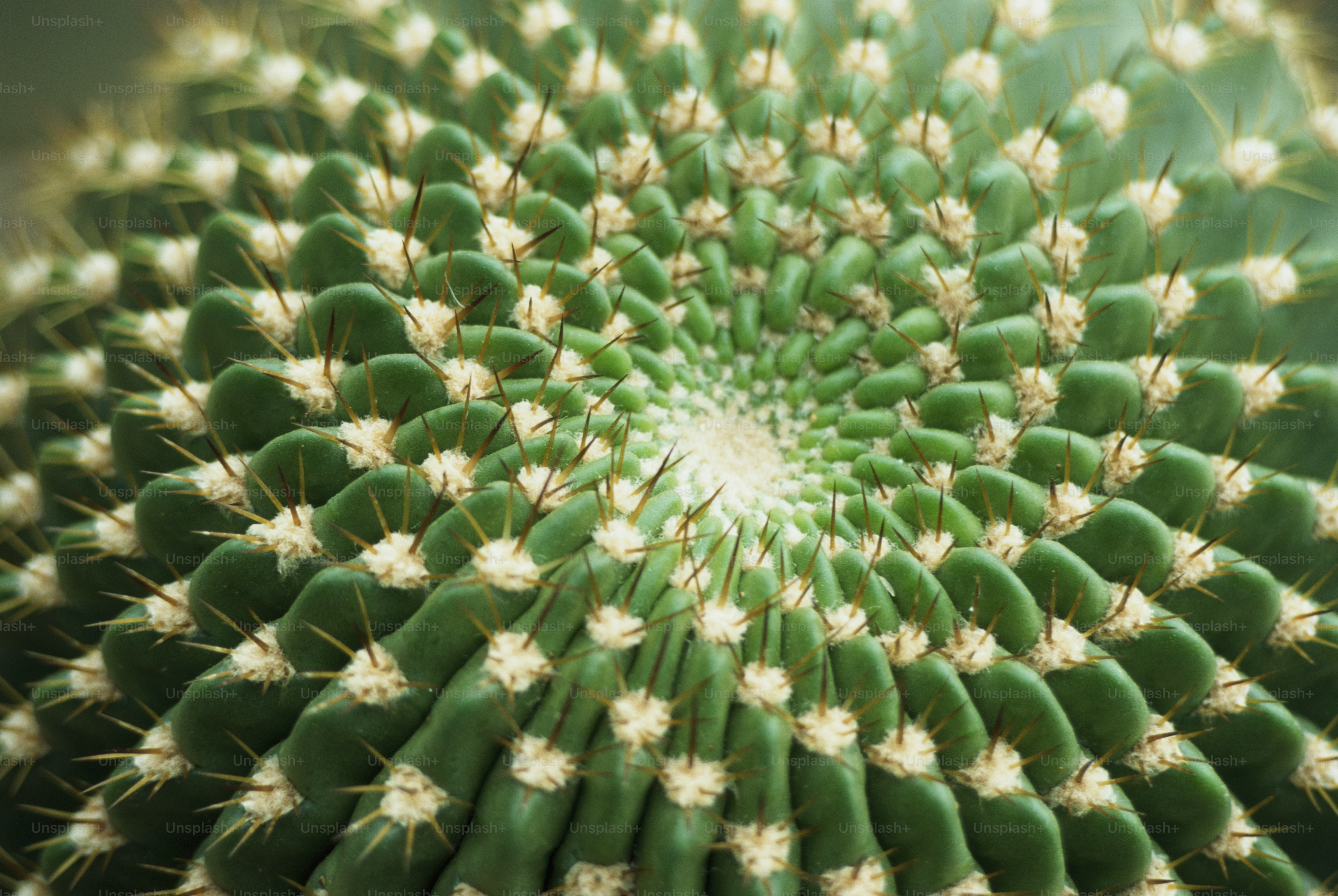 a close up of a green cactus with white flowers