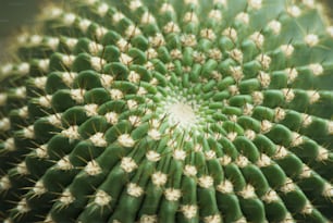 Un primer plano de un cactus verde con flores blancas